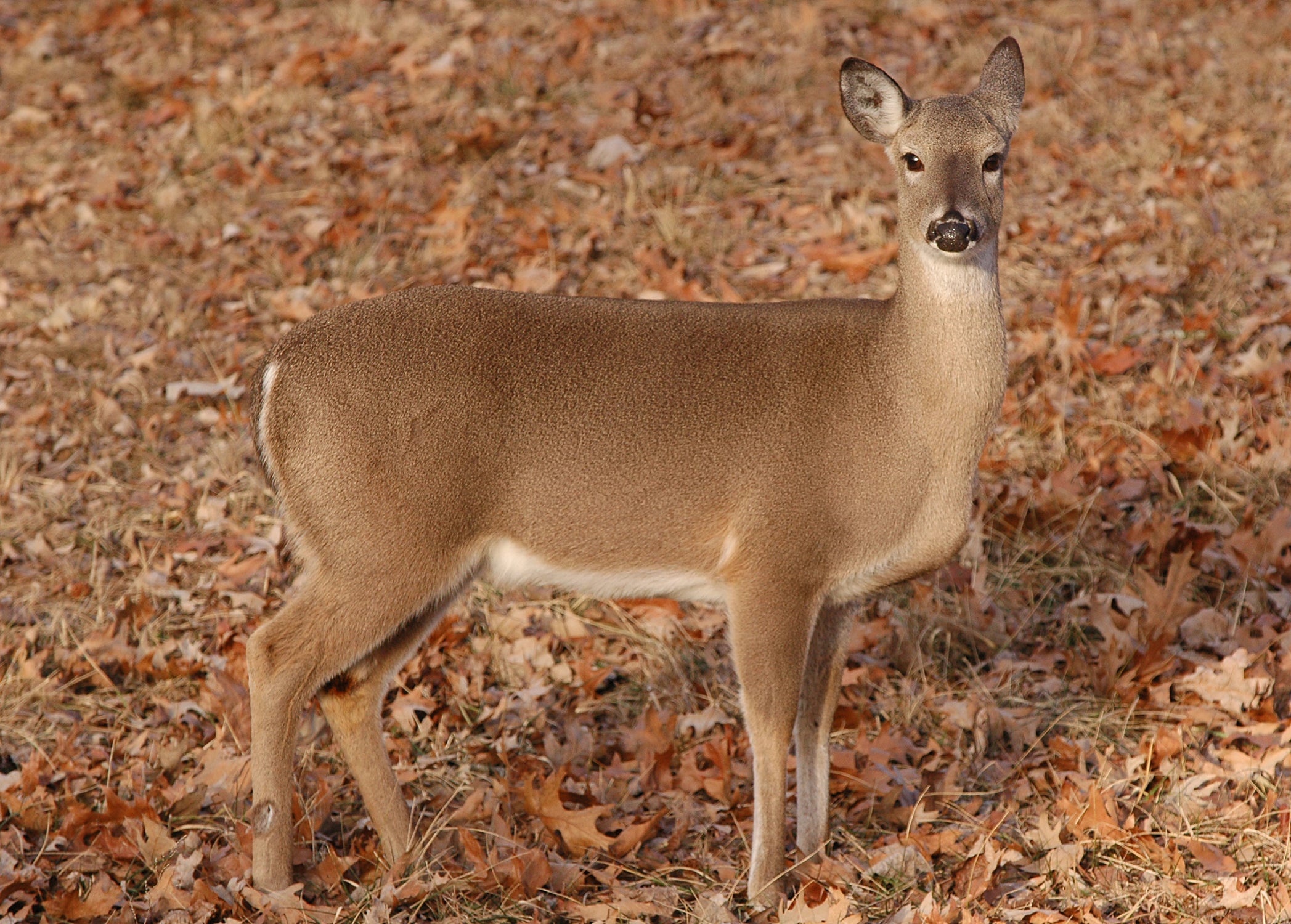 Do a store deer